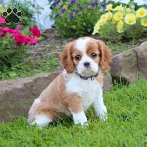 Kayla, Cavalier King Charles Spaniel Puppy