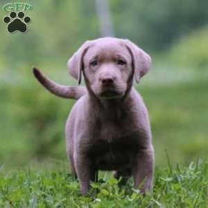 Kayla, Silver Labrador Retriever Puppy