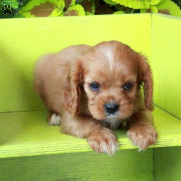 Kaylee, Cavalier King Charles Spaniel Puppy