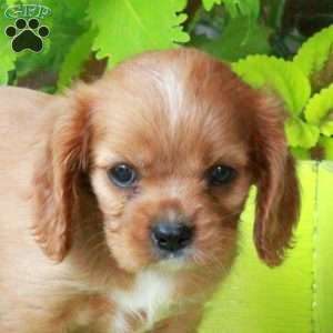 Kaylee, Cavalier King Charles Spaniel Puppy