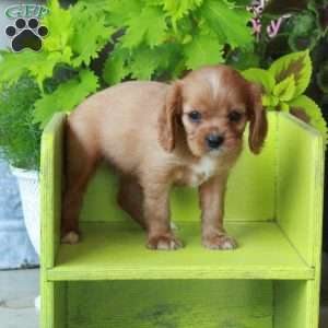 Kaylee, Cavalier King Charles Spaniel Puppy