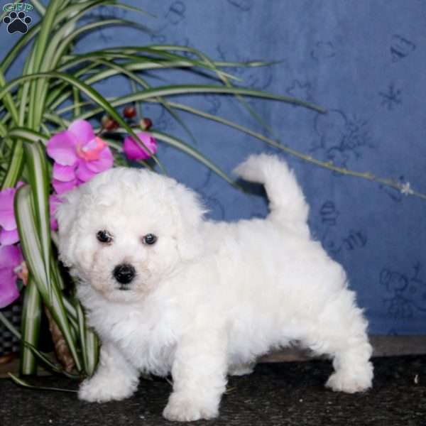 Kayson, Bichon Frise Puppy
