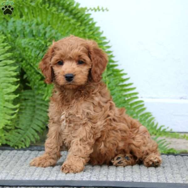 Kayson, Cockapoo Puppy