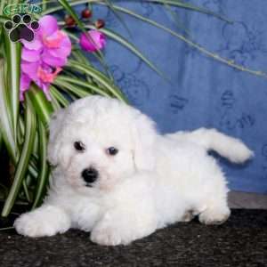 Kayson, Bichon Frise Puppy