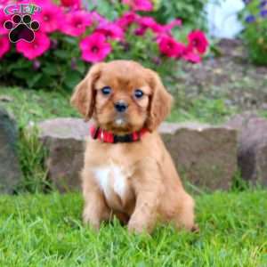 Kayson, Cavalier King Charles Spaniel Puppy