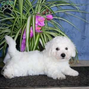 Kayson, Bichon Frise Puppy