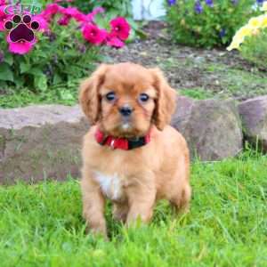 Kayson, Cavalier King Charles Spaniel Puppy