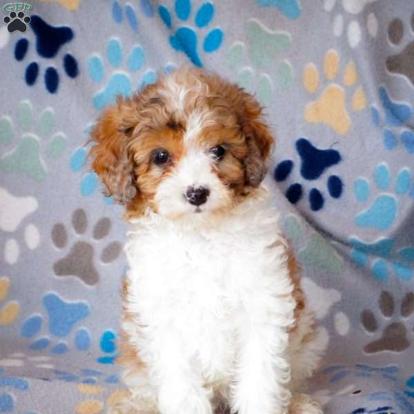 Keepsake, Cavapoo Puppy