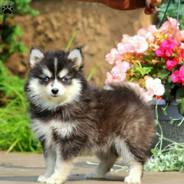 Kelly, Pomsky Puppy