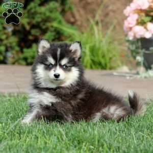 Kelly, Pomsky Puppy
