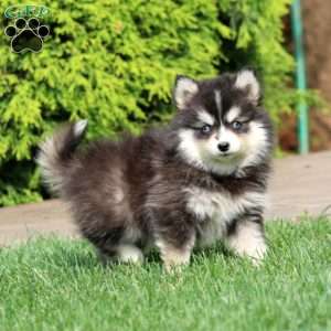 Kelly, Pomsky Puppy