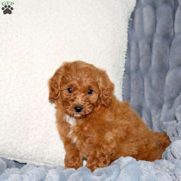 Kelsey, Mini Goldendoodle Puppy
