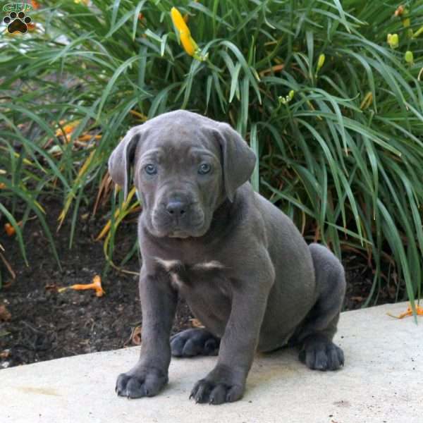 Kelsey, Cane Corso Puppy