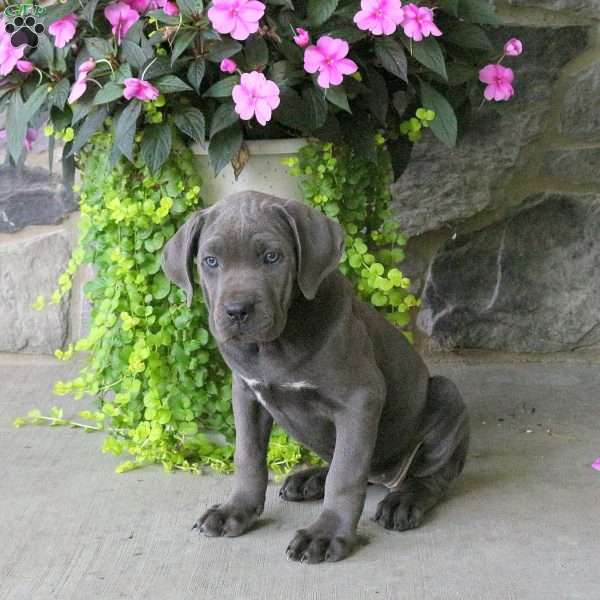 Kelsey, Cane Corso Puppy