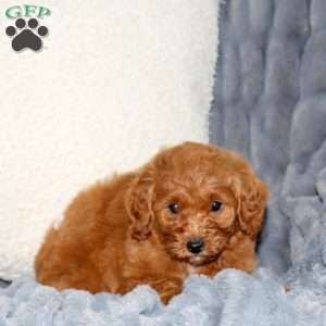 Kelsey, Mini Goldendoodle Puppy