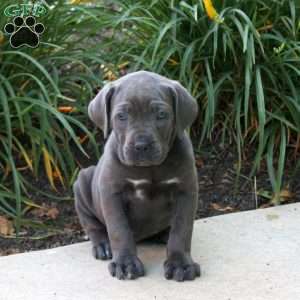Kelsey, Cane Corso Puppy