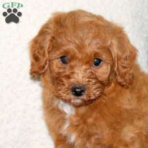 Kelsey, Mini Goldendoodle Puppy