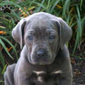 Kelsey, Cane Corso Puppy