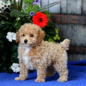 Kelsey, Miniature Poodle Puppy
