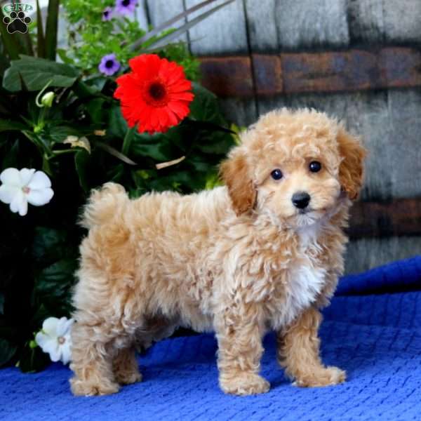 Kelsey, Miniature Poodle Puppy