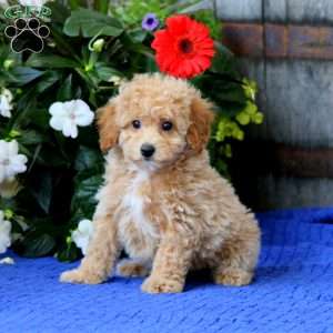 Kelsey, Miniature Poodle Puppy