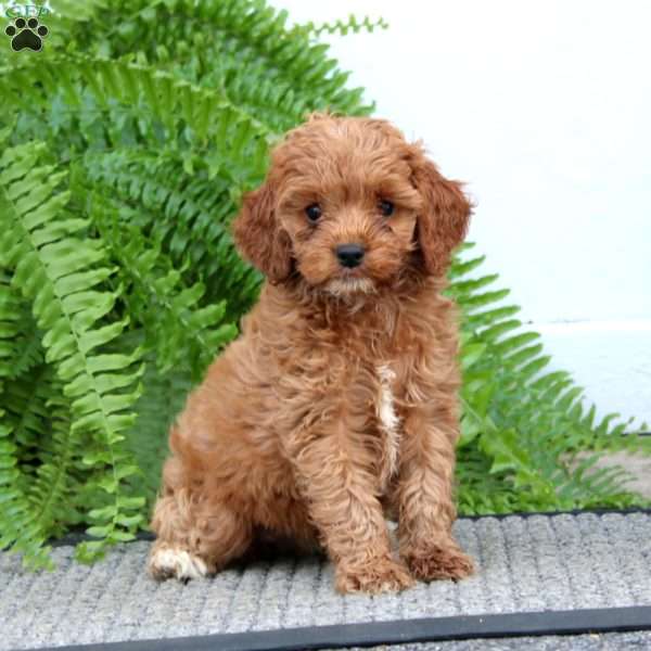 Kendi, Cockapoo Puppy