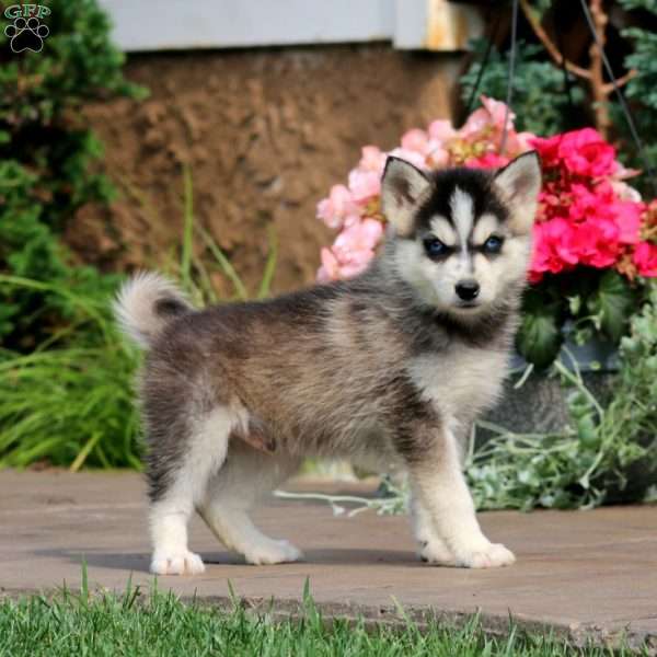 Kent, Pomsky Puppy