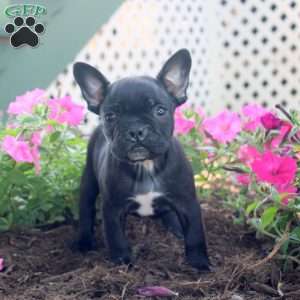 Kevin, Frenchton Puppy