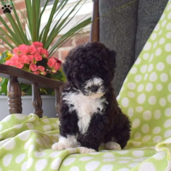 Kibbles, Miniature Poodle Puppy