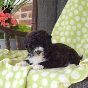 Kibbles, Miniature Poodle Puppy