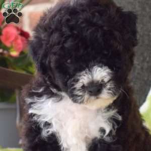 Kibbles, Miniature Poodle Puppy