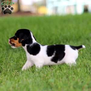 Kierra, Jack Russell Terrier Puppy