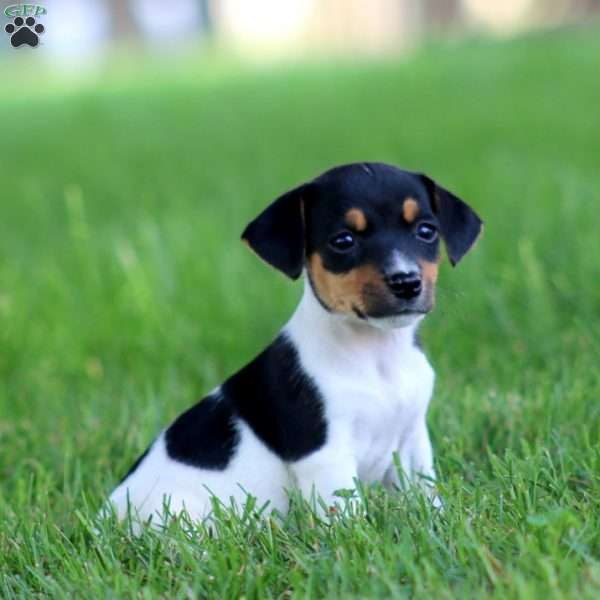 Kierra, Jack Russell Terrier Puppy