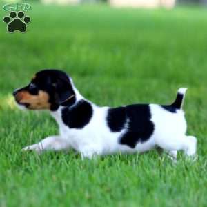 Kierra, Jack Russell Terrier Puppy