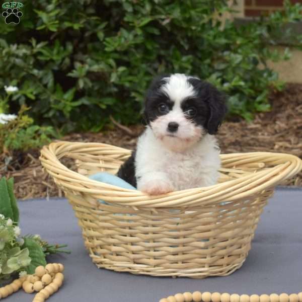 Kiki, Cavachon Puppy