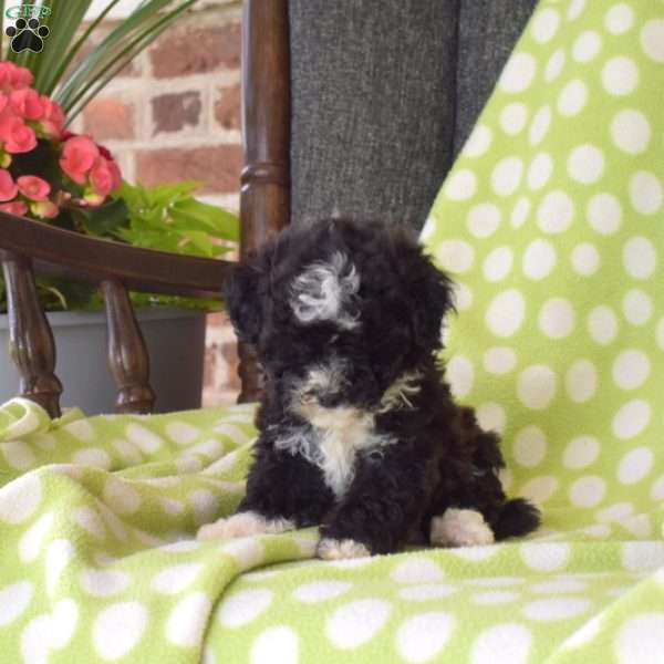 Kiki, Miniature Poodle Puppy