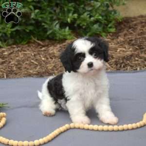 Kiki, Cavachon Puppy