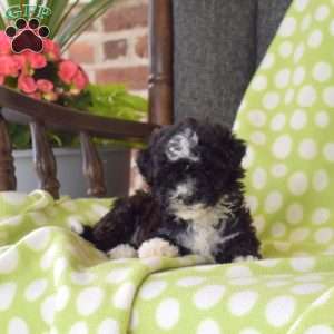 Kiki, Miniature Poodle Puppy