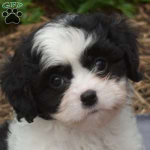 Kiki, Cavachon Puppy