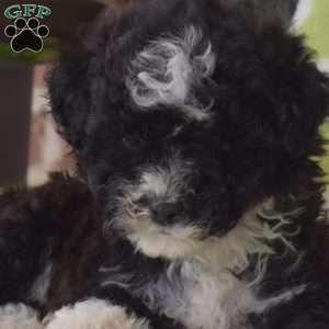 Kiki, Miniature Poodle Puppy