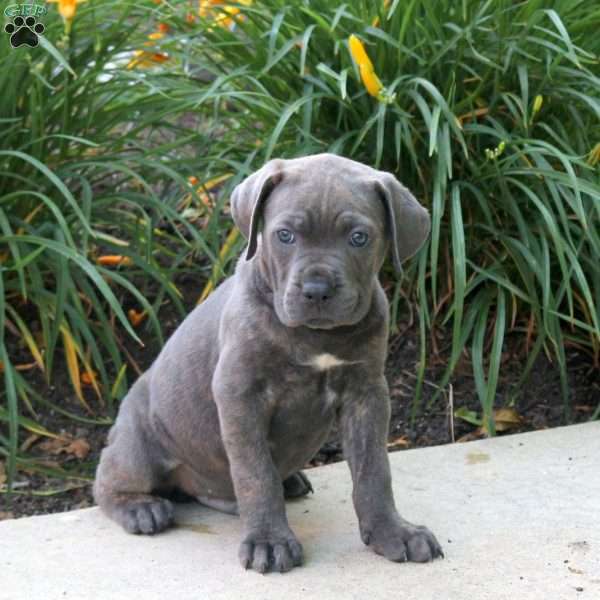 Killian, Cane Corso Puppy