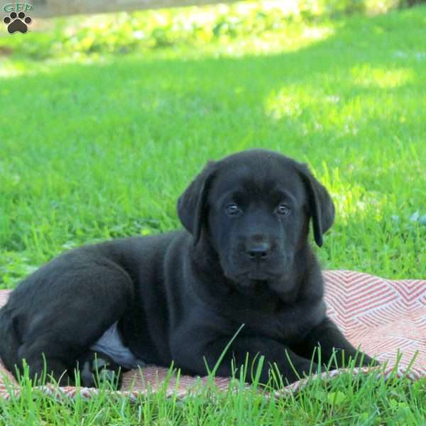 Killian, Black Labrador Retriever Puppy