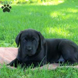 Killian, Black Labrador Retriever Puppy