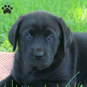 Killian, Black Labrador Retriever Puppy