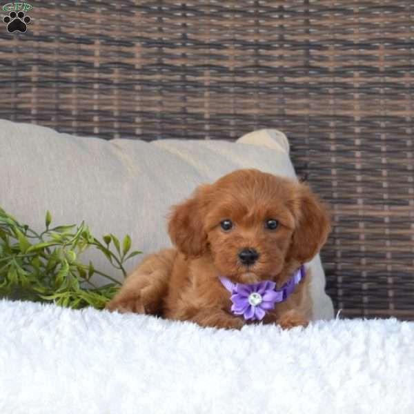 Kimmy, Cavapoo Puppy