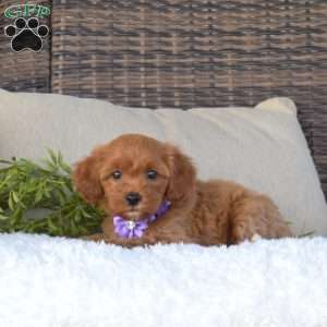 Kimmy, Cavapoo Puppy