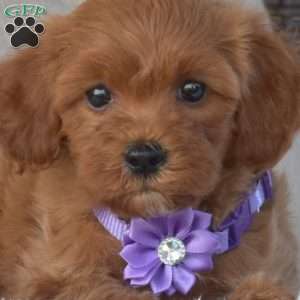 Kimmy, Cavapoo Puppy