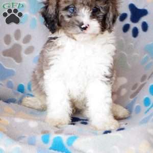 King, Cavapoo Puppy