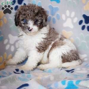 King, Cavapoo Puppy