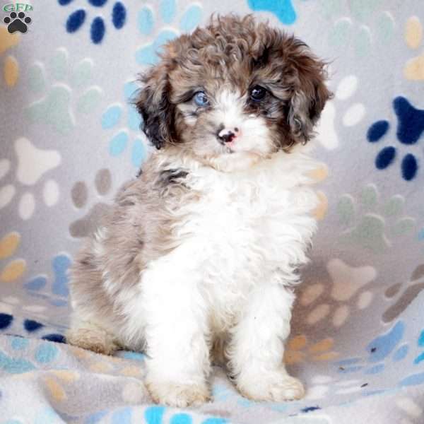 King, Cavapoo Puppy